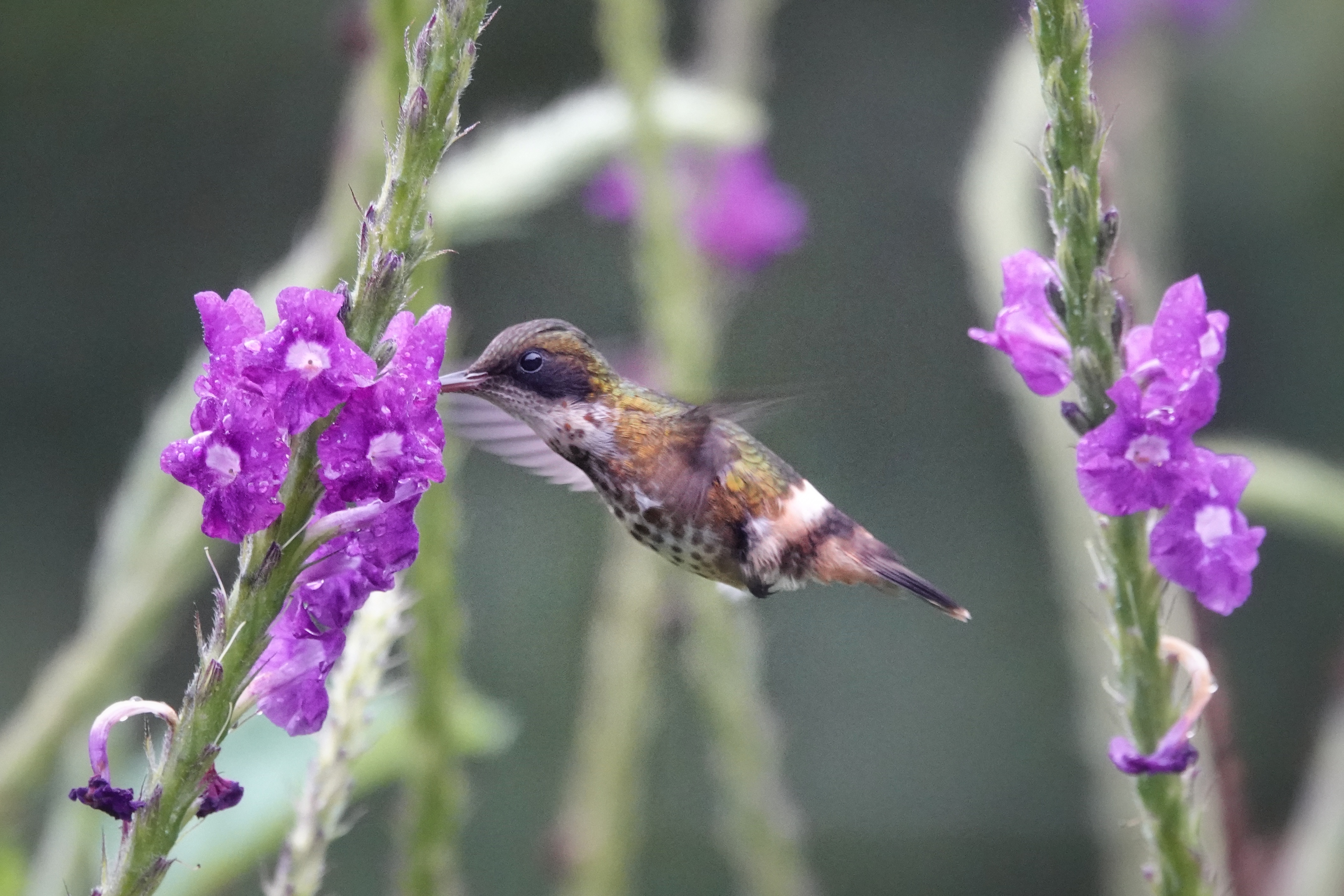 Colibri devant des fleurs violettes